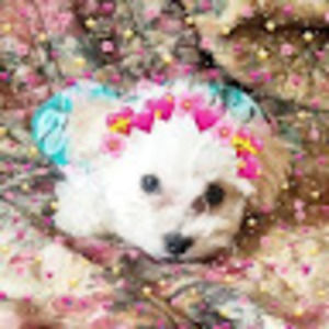 Meet your Posher, Erika